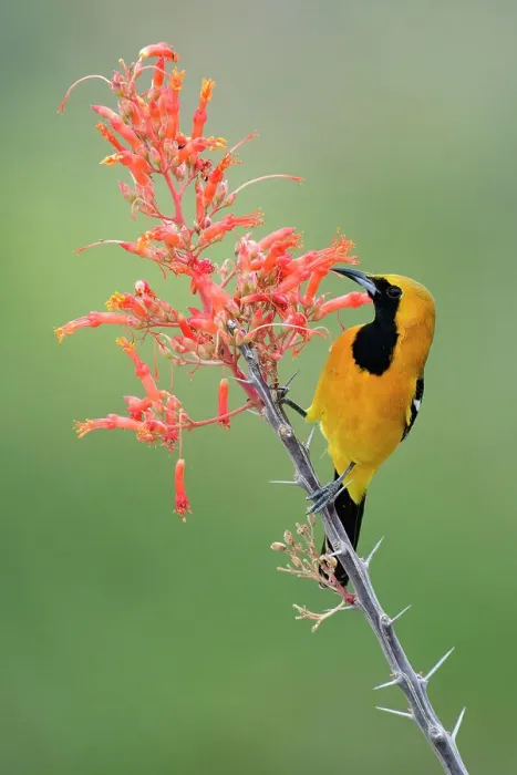 Framed Print : Mexico, Baja California, El Sargento, Hooded Oriole Icterus cucullatus