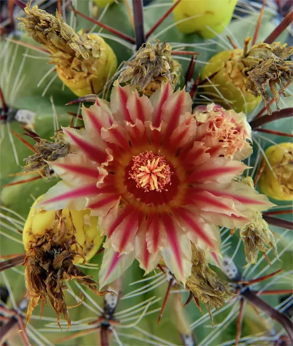 Framed Print : Mexico, Baja California, El Sargento Barrel Cactus Framed Print : Mexico, Baja California, El Sargento Barrel Cactus