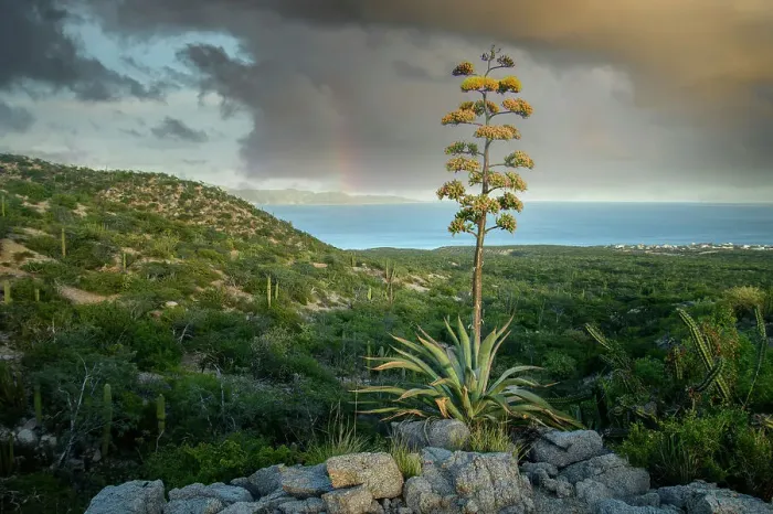 Framed Print : Mexico, Baja California, El Sargento, Maguey Agave Framed Print : Mexico, Baja California, El Sargento, Maguey Agave