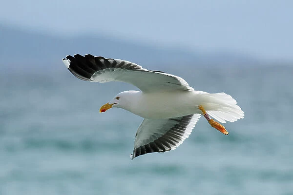 Mexico, Baja California, El Sargento Ranch Sur, yellow-footed gull, Larus livens