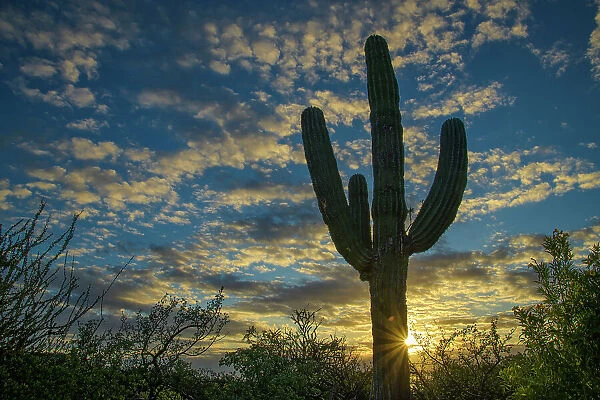 Mexico, Baja California, El Sargento, Rancho Sur, Cardon sunrise