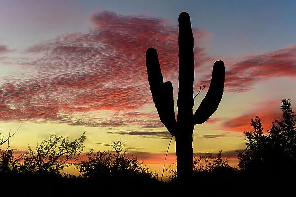 Mexico, Baja California El Sargento, Rancho Sur, Cardon sunrise