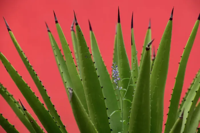 Framed Print : Mexico, Baja California, El Sargento Rancho Sur, Sword Agave, Agave Datylio, Datylillo, with wildflower Framed Print : Mexico, Baja California, El Sargento Rancho Sur, Sword Agave, Agave Datylio, Datylillo, with wildflower