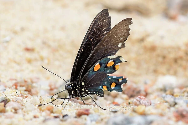 Mexico, Baja California El Sargento, Rancho Sur, California Pipevine Swallowtail, Battus philenor