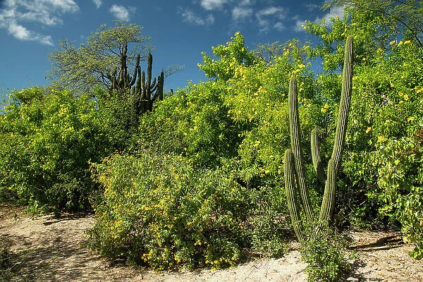 Mexico, Baja California, El Triunfo, Sierra El Novillo, Palo de aro in bloom
