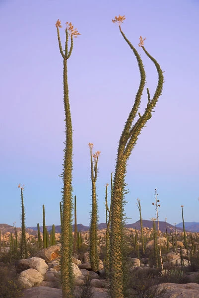 Mexico, Baja California, Fouquieria columnaris, the Boojum tree or cirio, near Catavinia