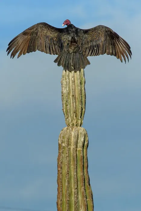 Framed Print : Mexico, Baja California, San Ignacio, Vultures, Cardon, turkey vulture, Cathartes aura Framed Print : Mexico, Baja California, San Ignacio, Vultures, Cardon, turkey vulture, Cathartes aura