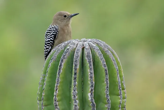 Framed Print : Mexico, Baja California Sur, El Sargento, Melanerpes uropygialis, Gila woodpecker Framed Print : Mexico, Baja California Sur, El Sargento, Melanerpes uropygialis, Gila woodpecker