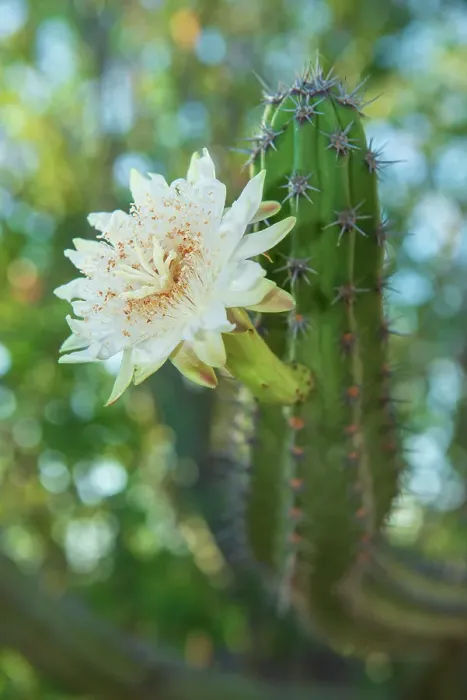 Framed Print : Mexico; Baja California Sur; El Sargento; Machaerocereus gummosus, Pitahaya agria, Sour pitaya, bloom Framed Print : Mexico; Baja California Sur; El Sargento; Machaerocereus gummosus, Pitahaya agria, Sour pitaya, bloom