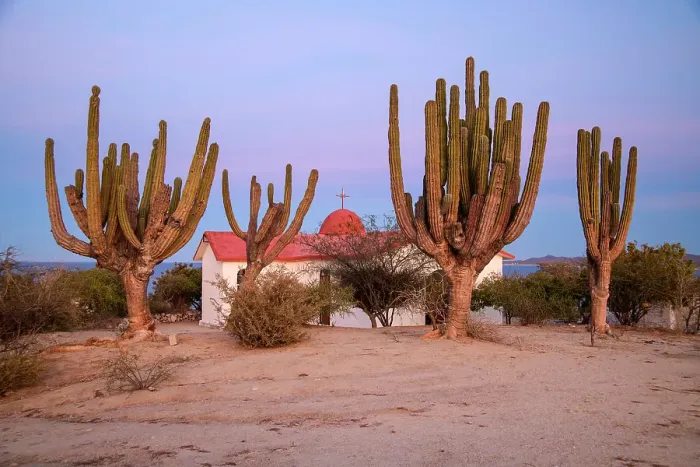 Framed Print : Mexico, Baja California Sur, La Venatna, church and cardon cactus Framed Print : Mexico, Baja California Sur, La Venatna, church and cardon cactus