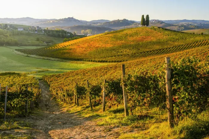 Framed Print : Michele Chiarlo foliage vineyard, Castelnuovo Calcea, Piedmont, Italy Framed Print : Michele Chiarlo foliage vineyard, Castelnuovo Calcea, Piedmont, Italy
