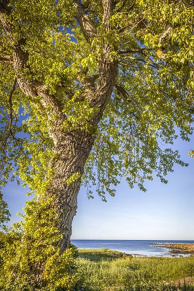 Mighty linden tree at Listed on the east coast of Bornholm, Denmark