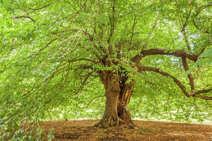 Framed Print : Mighty linden tree in the park of Chateau de la Riviere-Bourdet, Quevillon, Manche, Normandy, France Framed Print : Mighty linden tree in the park of Chateau de la Riviere-Bourdet, Quevillon, Manche, Normandy, France