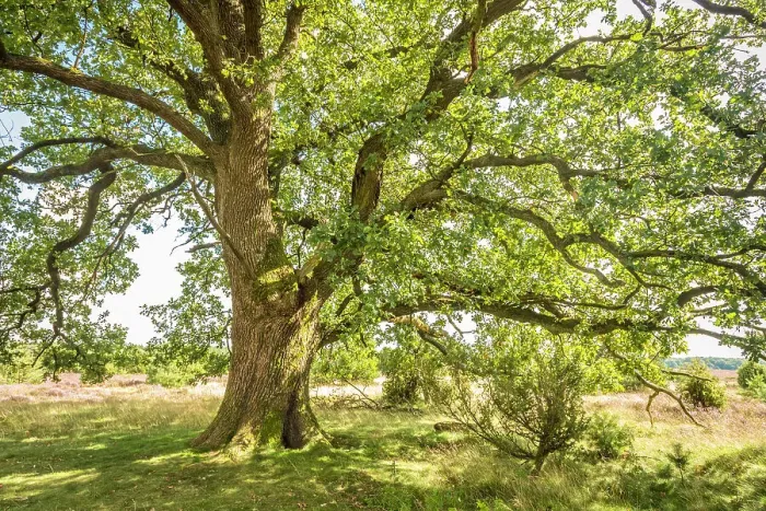 Framed Print : Mighty oak tree in the heath at the Suhorn lookout point, Luneburg Heath, Lower Saxony, Germany Framed Print : Mighty oak tree in the heath at the Suhorn lookout point, Luneburg Heath, Lower Saxony, Germany