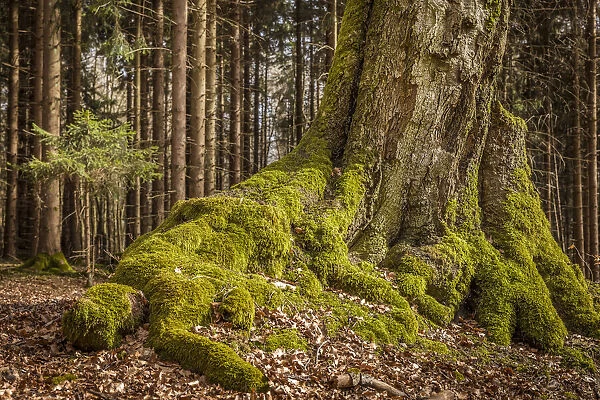 Mighty roots of a pine in the Taunus, Niedernhausen, Hesse, Germany