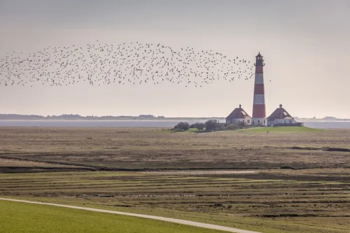 Framed Print : Migratory birds at the Westerheversand lighthouse, North Friesland, Schleswig-Holstein Framed Print : Migratory birds at the Westerheversand lighthouse, North Friesland, Schleswig-Holstein