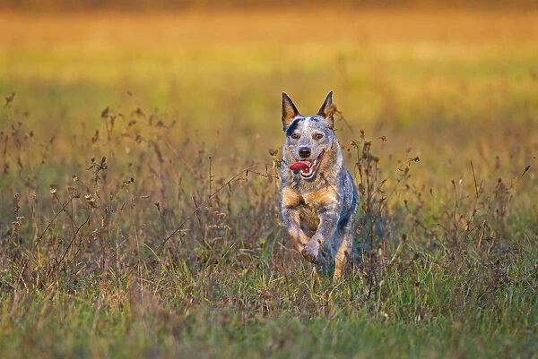 Milano province, Lombardy, Italy, Europe. An australian cattle dog is running free