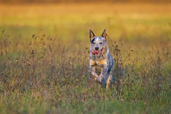 Framed Print : Milano province, Lombardy, Italy, Europe. An australian cattle dog is running free Framed Print : Milano province, Lombardy, Italy, Europe. An australian cattle dog is running free