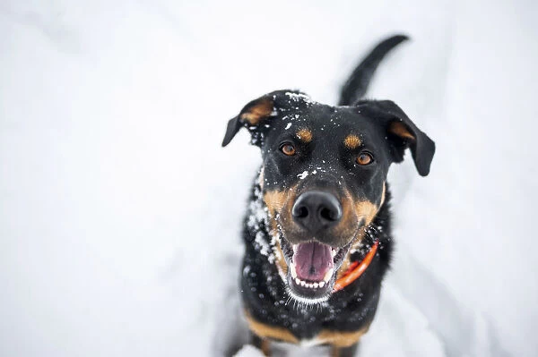 Milano province, Lombardy, Italy, Europe. Portrait of a black and tan dog covered in snow