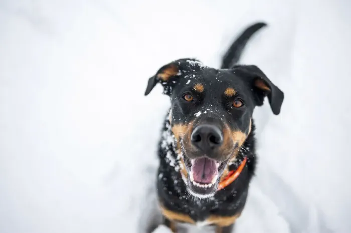 Framed Print : Milano province, Lombardy, Italy, Europe. Portrait of a black and tan dog covered in snow Framed Print : Milano province, Lombardy, Italy, Europe. Portrait of a black and tan dog covered in snow