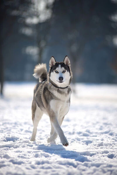 Milano province, Lombardy, Italy, Europe. A siberian husky is walking on a snow covered