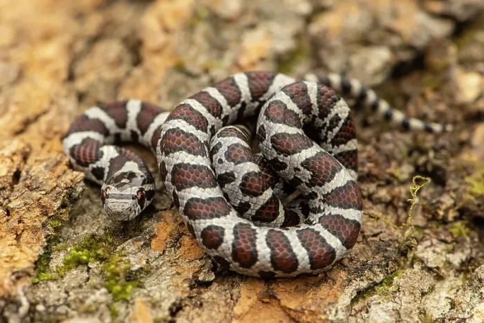 Framed Print : Milksnake (Lampropeltis triangulum), Greater Sudbury, Ontario, Canada Framed Print : Milksnake (Lampropeltis triangulum), Greater Sudbury, Ontario, Canada