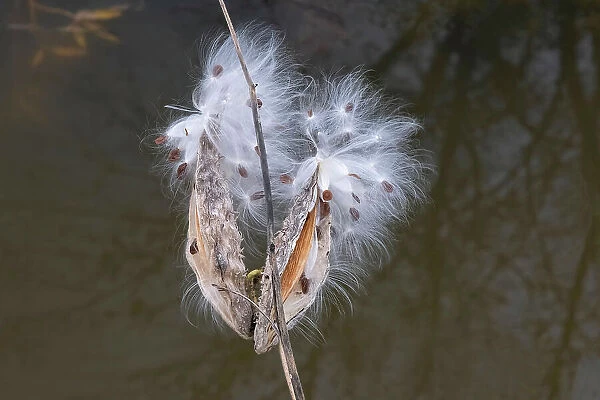 Milkweed pods and seeds along the Seine River. Seine River Forest, Winnipeg, Manitoba, Canada