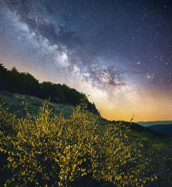 Milky way over flowering brooms in the central Appennines, Tuscany, Italy