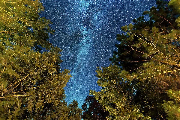 Milky Way and forest trees Dorset, Ontario, Canada