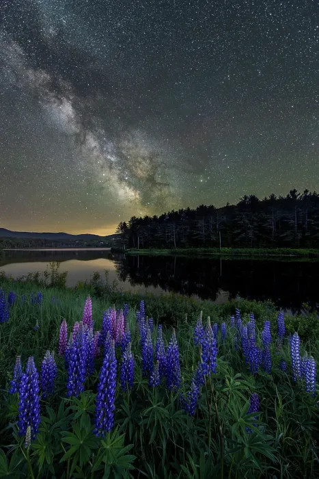 Framed Print : Milky Way over lupines on Pearl Lake, Lisbon, New Hampshire, USA Framed Print : Milky Way over lupines on Pearl Lake, Lisbon, New Hampshire, USA