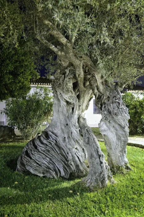 Framed Print : Millennial olive trees of Serpa. Alentejo, Portugal