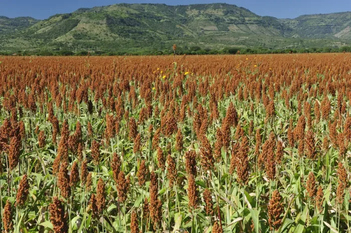 Framed Print : Millet field, Nicaragua, Central America Framed Print : Millet field, Nicaragua, Central America