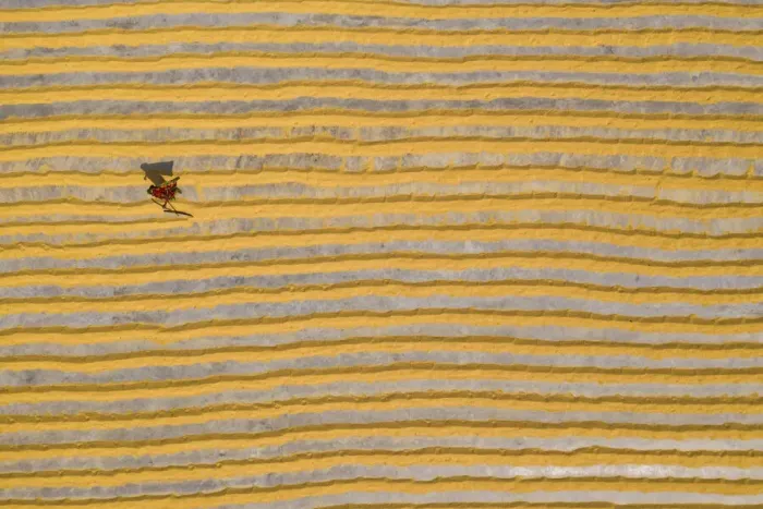 Framed Print : Millions of grains of rice are laid out to dry at a mill as workers brush them with Framed Print : Millions of grains of rice are laid out to dry at a mill as workers brush them with