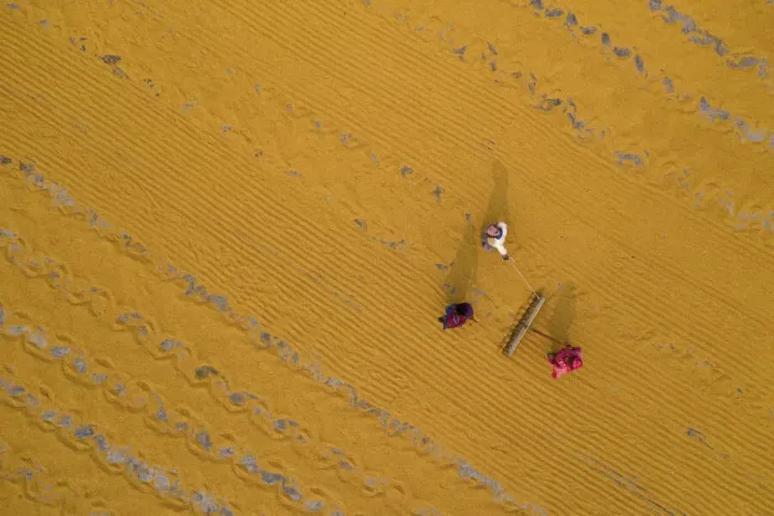 Framed Print : Millions of grains of rice are laid out to dry at a mill as workers brush them with Framed Print : Millions of grains of rice are laid out to dry at a mill as workers brush them with