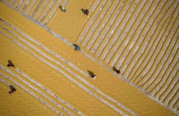 Millions of grains of rice are laid out to dry at a mill as workers brush them with