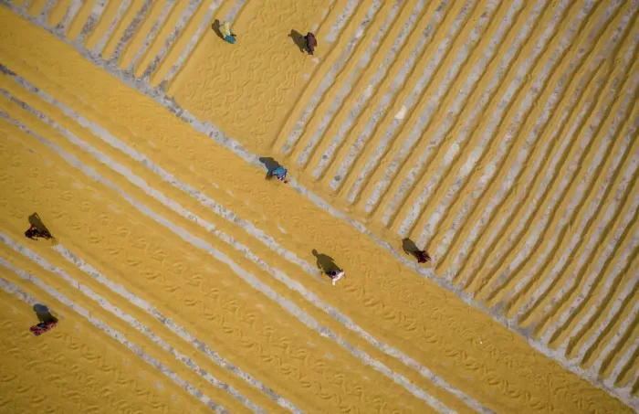 Framed Print : Millions of grains of rice are laid out to dry at a mill as workers brush them with Framed Print : Millions of grains of rice are laid out to dry at a mill as workers brush them with
