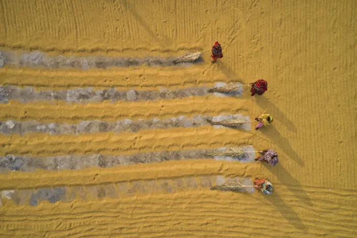 Framed Print : Millions of grains of rice are laid out to dry at a mill as workers brush them with