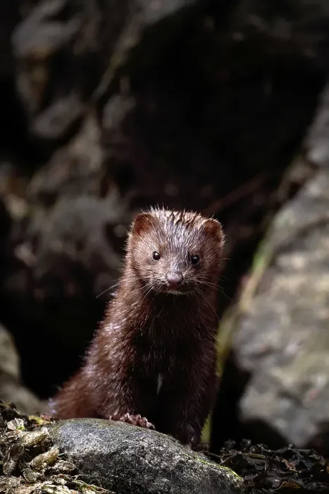 Framed Print : A mink amongst the rocks in the Khutzeymateen Grizzly Bear Rainforest, Canada Framed Print : A mink amongst the rocks in the Khutzeymateen Grizzly Bear Rainforest, Canada