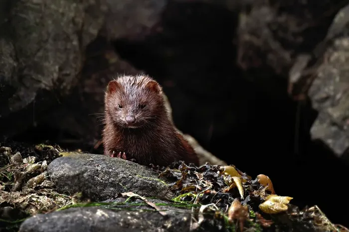 Framed Print : A mink amongst the rocks in the Khutzeymateen Grizzly Bear Rainforest, Canada