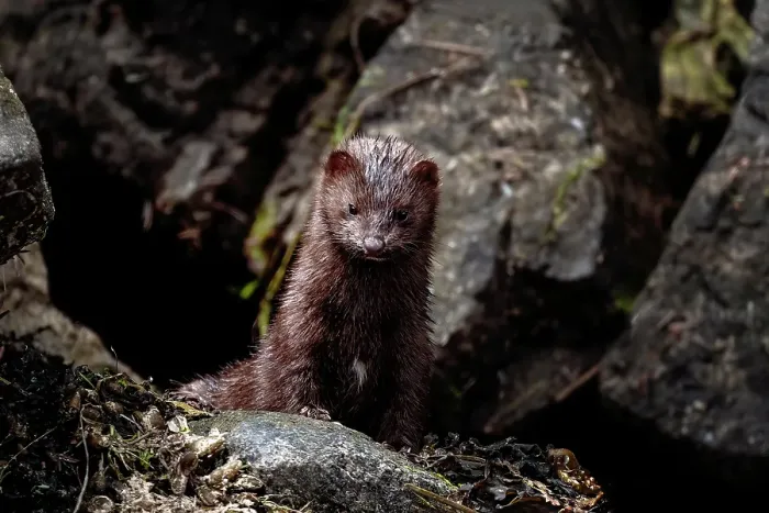 Framed Print : A mink amongst the rocks in the Khutzeymateen Grizzly Bear Rainforest, Canada Framed Print : A mink amongst the rocks in the Khutzeymateen Grizzly Bear Rainforest, Canada