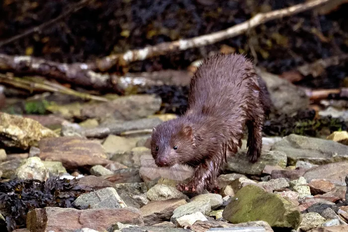Framed Print : A mink runs along the rocks in the Great Bear Rainforest, British Columbia, Canada