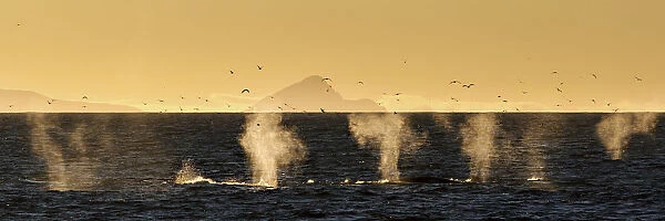 Minke whales feeding in svalbard, off Spitsbergen west coast, Norway