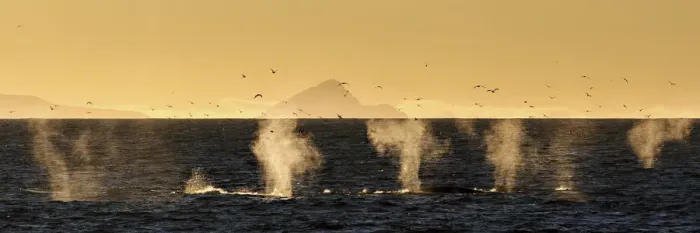 Framed Print : Minke whales feeding in svalbard, off Spitsbergen west coast, Norway