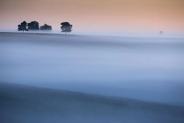 Mist over heathland in the New Forest National Park, Hampshire, England, UK