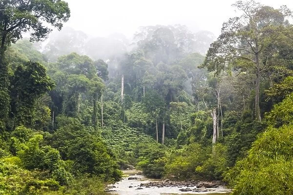 Mist & river through tropical rainforest, Sabah, Borneo, Malaysia