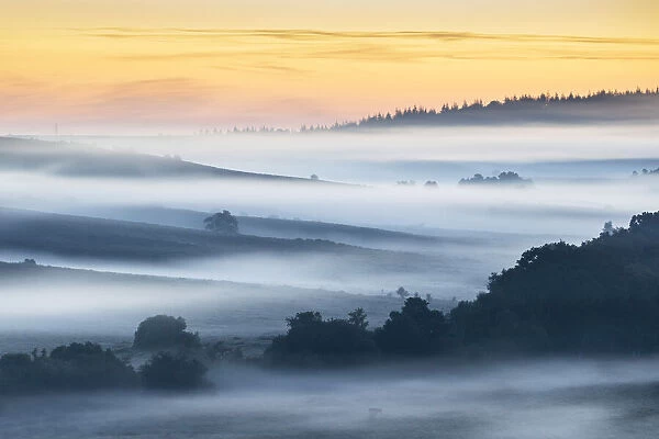 Mist at Rockford Common at sunrise, New Forest National Park, Hampshire, England, UK