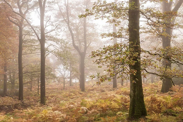 Mist shrouded autumnal deciduous woodland near Ullswater, Lake District, Cumbria, England