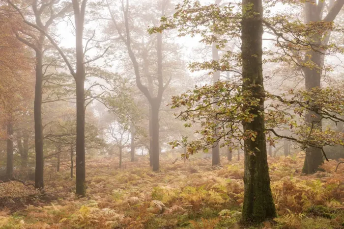 Framed Print : Mist shrouded autumnal deciduous woodland near Ullswater, Lake District, Cumbria, England Framed Print : Mist shrouded autumnal deciduous woodland near Ullswater, Lake District, Cumbria, England