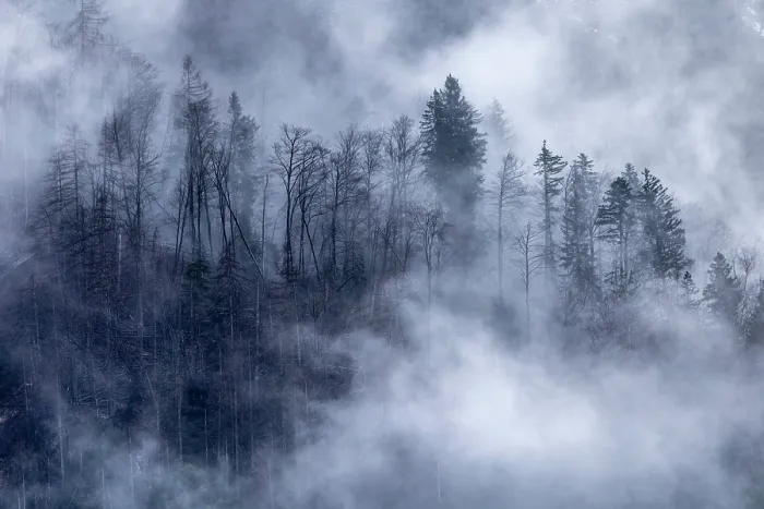 Framed Print : Mist swirling through woodland, near Kranjska Gora, Slovenia Framed Print : Mist swirling through woodland, near Kranjska Gora, Slovenia