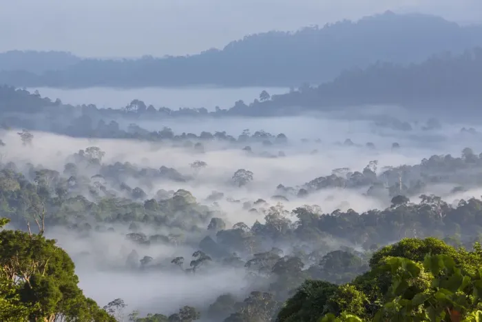 Framed Print : Mist, over tropical rainforest, early morning, Sabah, Borneo, Malaysia Framed Print : Mist, over tropical rainforest, early morning, Sabah, Borneo, Malaysia